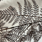 Asparagus fern