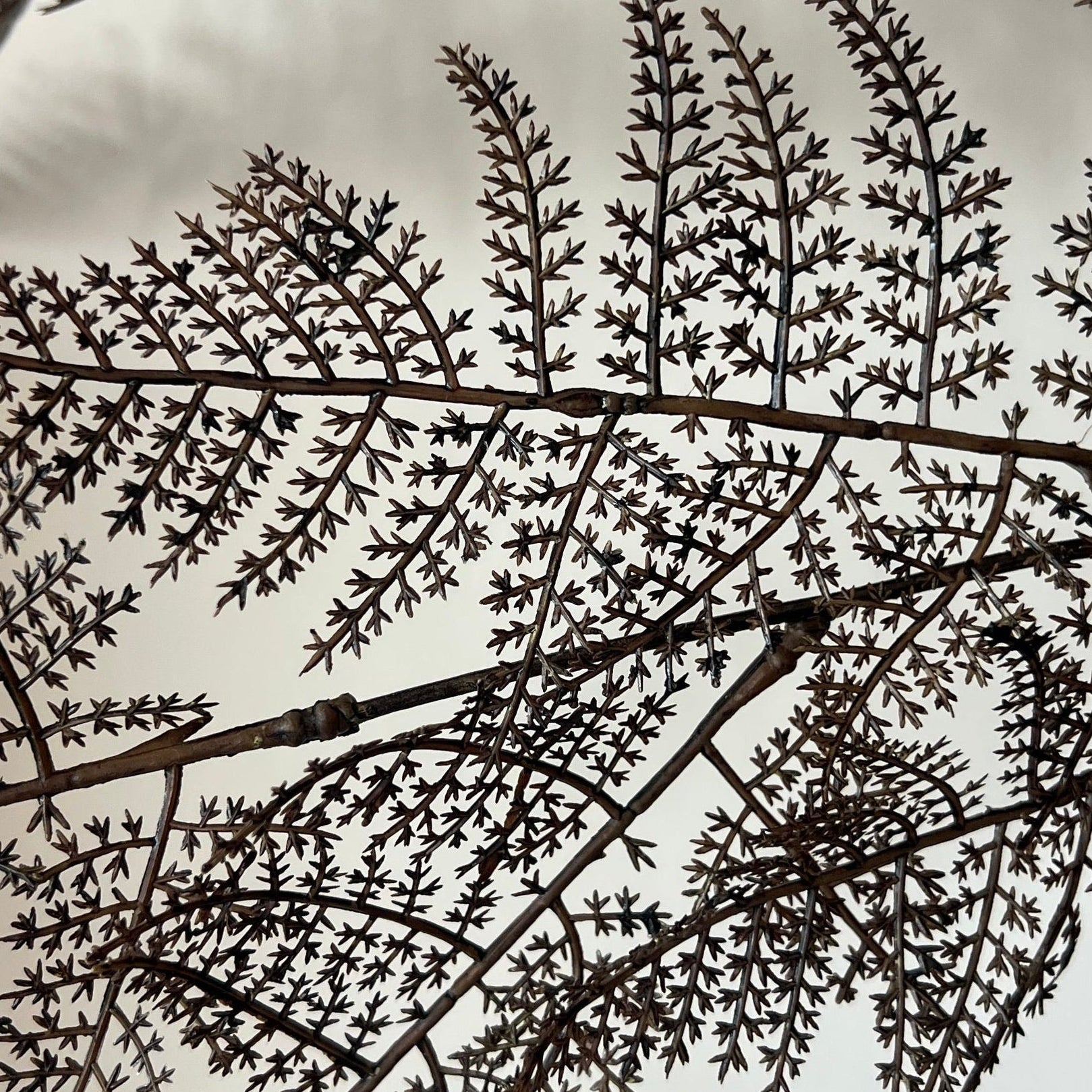 Asparagus fern