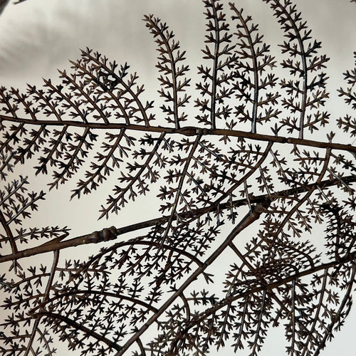 Asparagus fern
