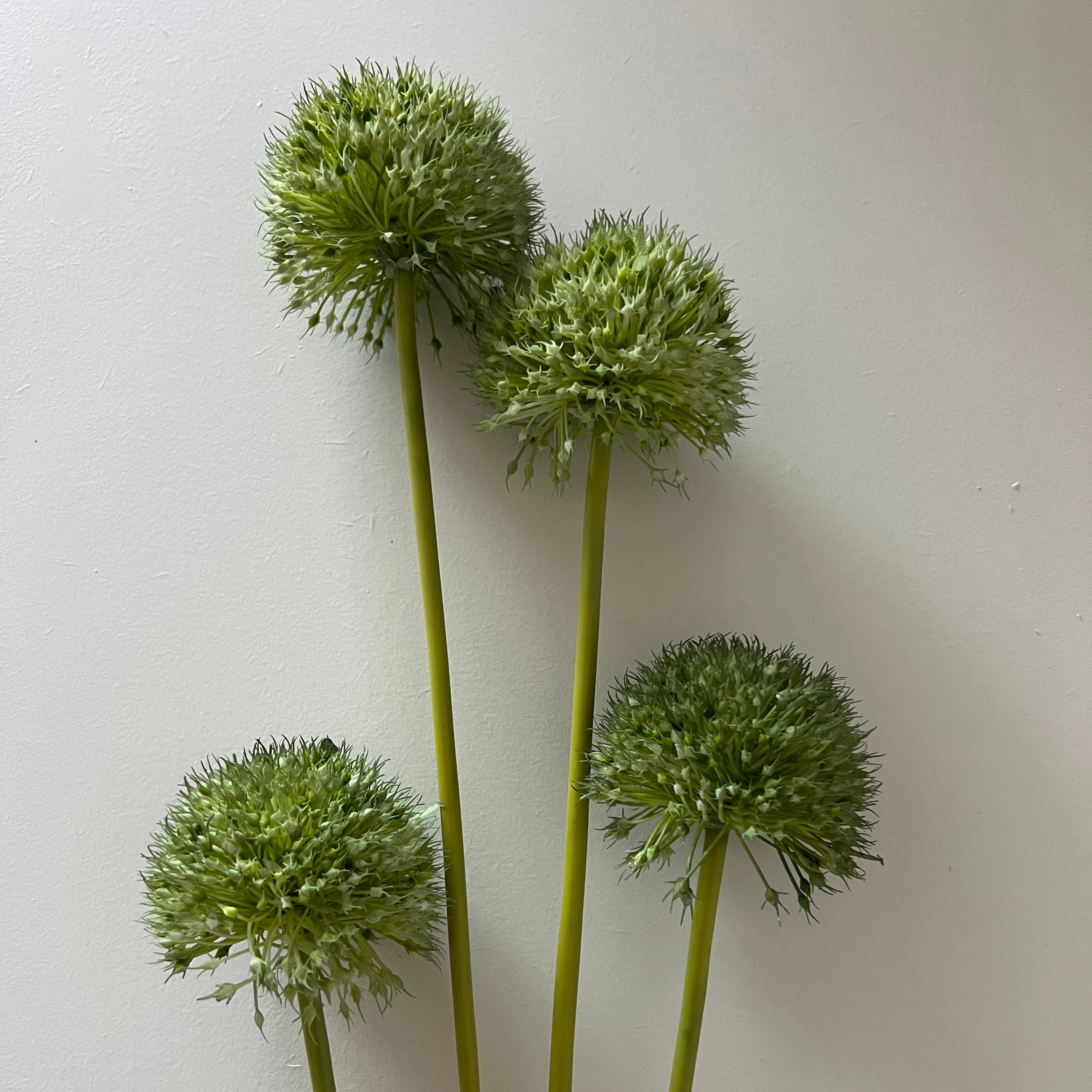 Allium Groen