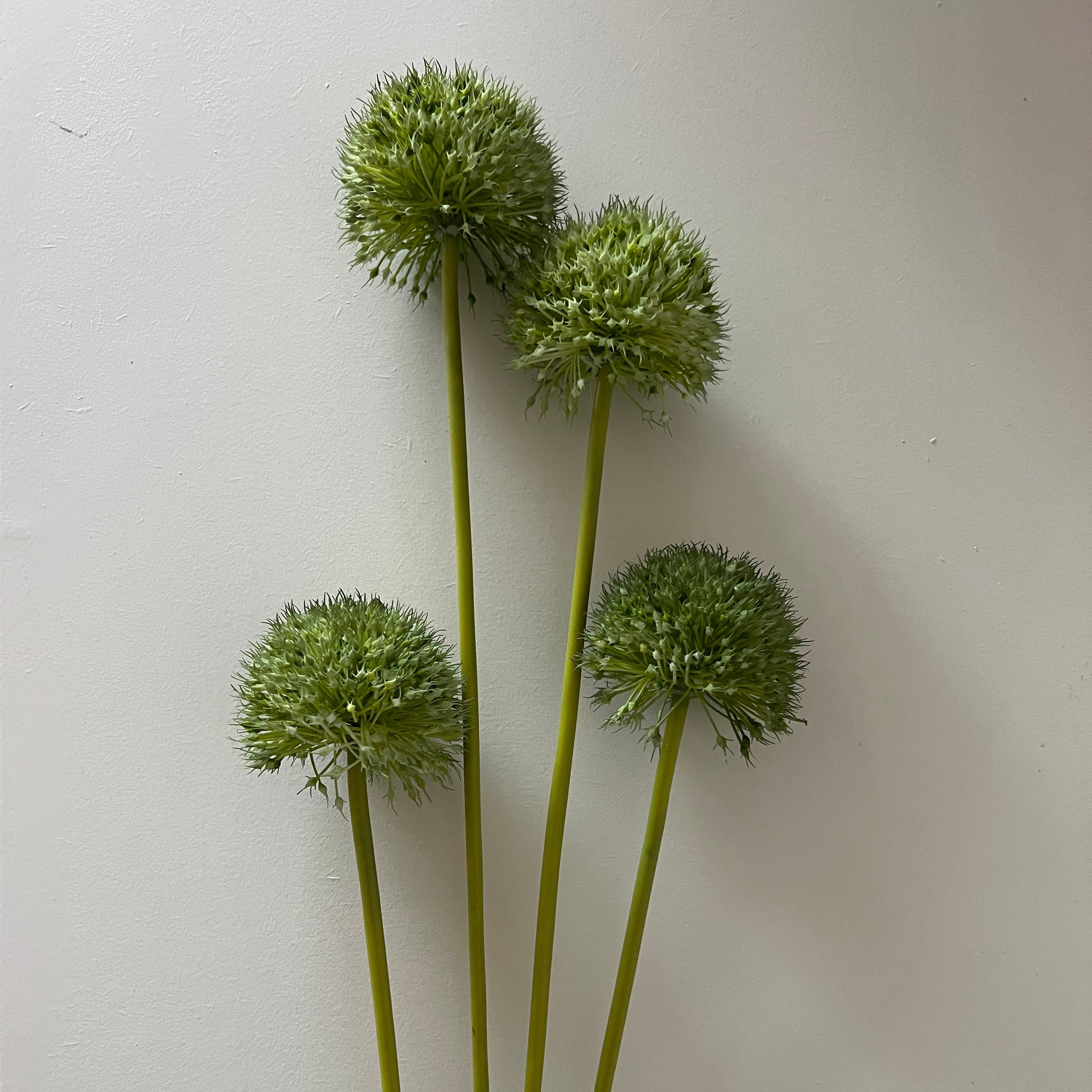 Allium Groen